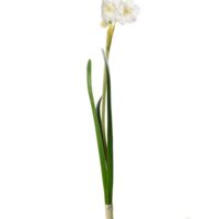 Narciss Vit  35 cm