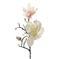 Magnoliakvist 60 cm rosa