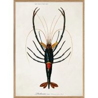 Dybdahl – Crayfish bild 50*70 cm