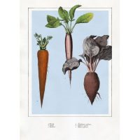 Dybdahl – Radish, Carrot and Red-Beet Bild 30*40 cm