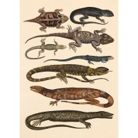 Dybdahl – Lizard And Friends Bild 50*70 cm